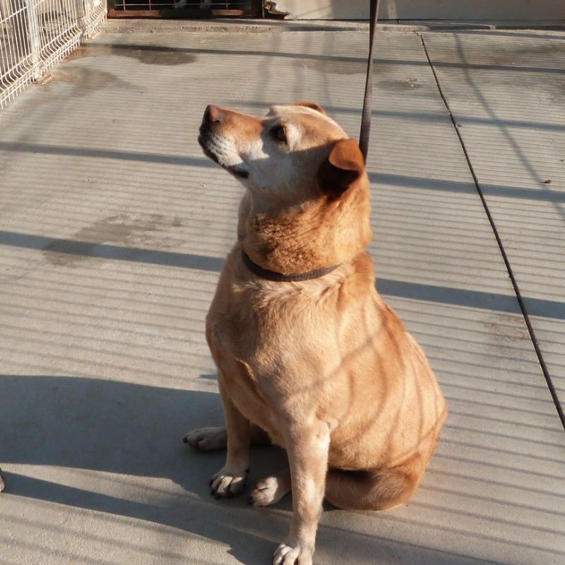 perrito 10