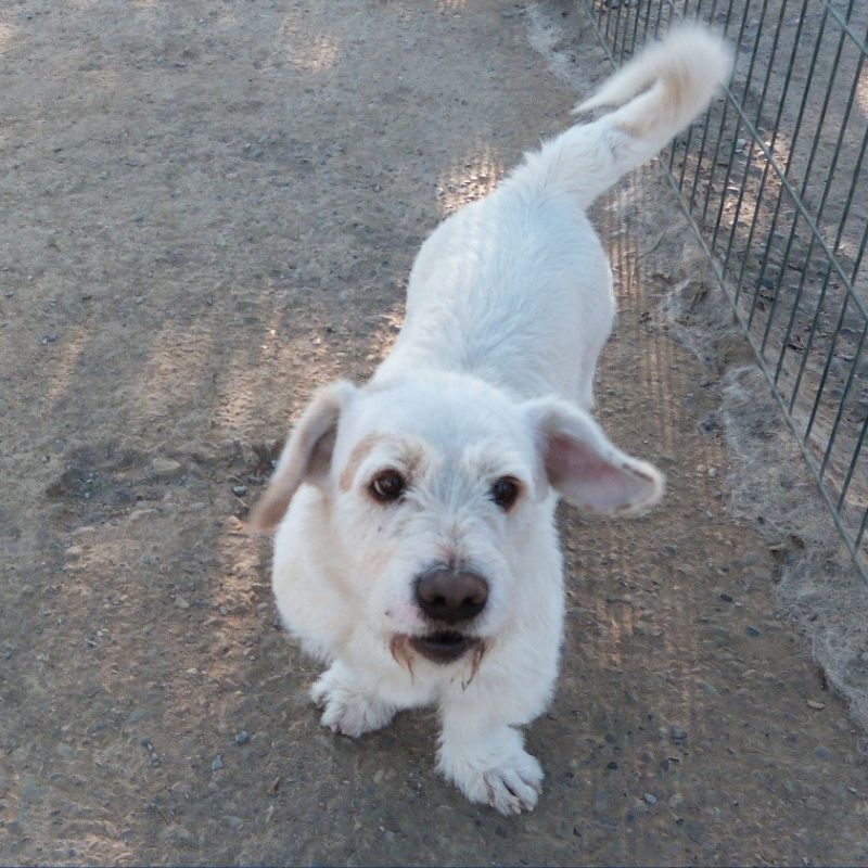 perrito 4