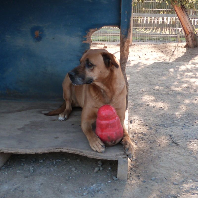 perrito 6