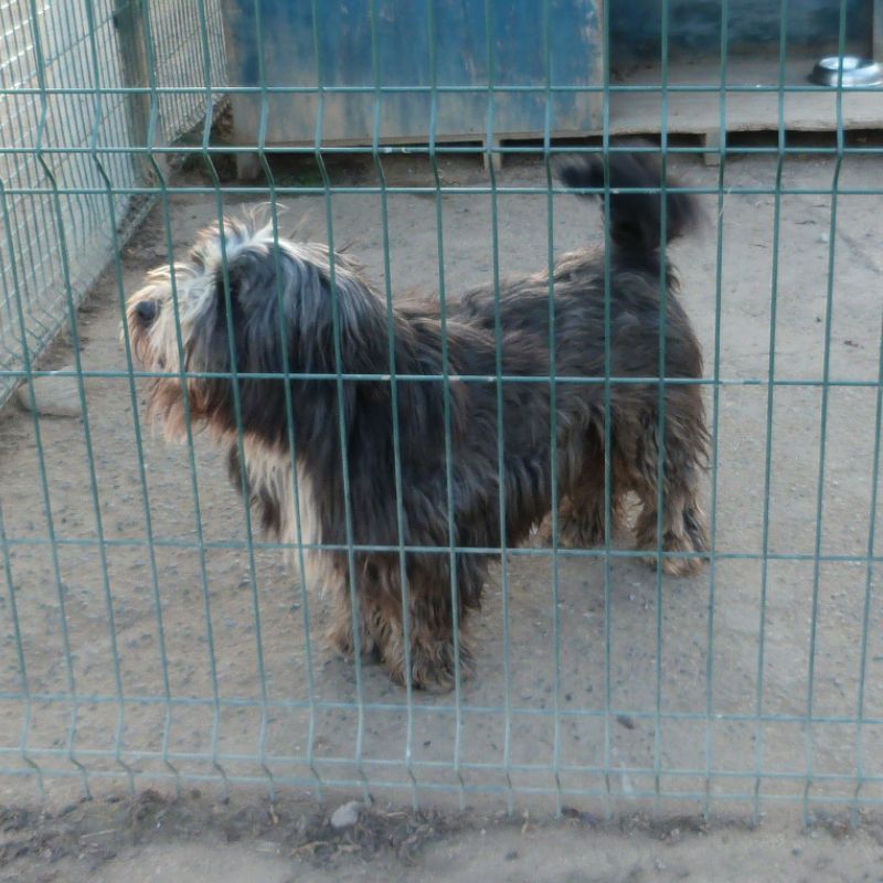perrito 7