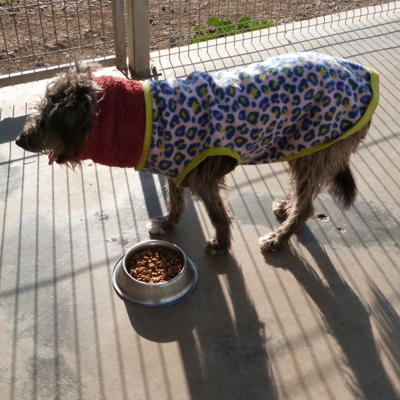 perrito 9